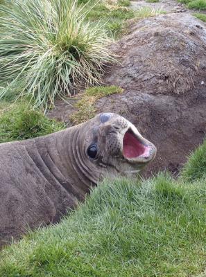 Elephant seals, including this juvenile female, also stand gaurd.