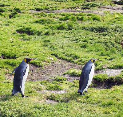 King penguins moving at a good clip . . . (for penguins on dry land).