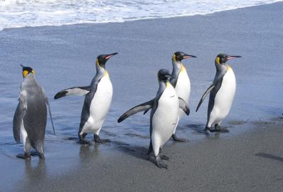 What do you mean, 'It's too cold.'  We're penguins!