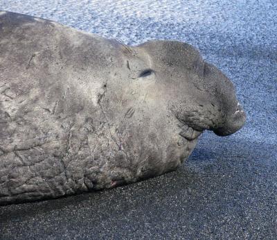 Older male elephant seals all have battle scars on their necks.