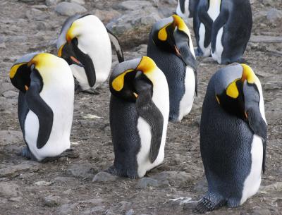 Safety in numbers: napping penguins group together in orderly rows.