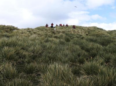 Photographers watch a fledgling albatross while its parent watches them.