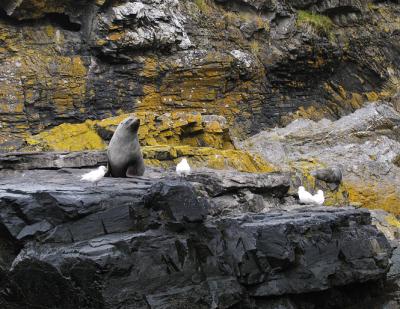 Fur seal attended by snowy sheathbills.