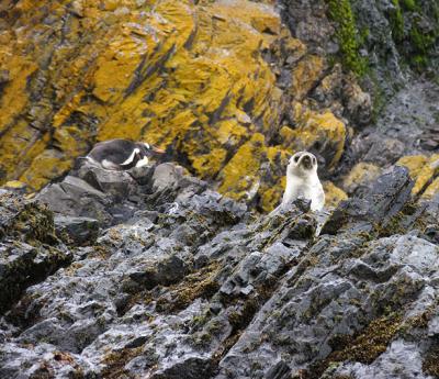 This gentoo penguin and young fur seal share a room with a view.