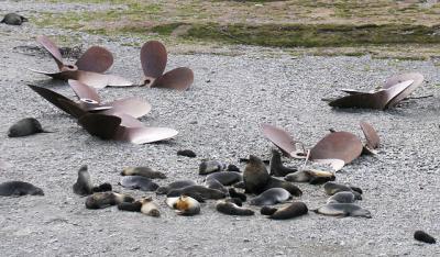 A beachmaster and his harem.