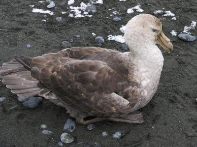 The southern giant petrel often lives near penguin colonies and lives on penguin carrion.