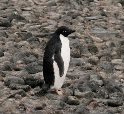 In 1837, the French explorer Dumont d'Urville named this penguin for his wife, Adele.