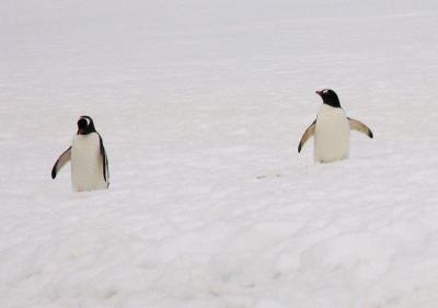 Gentoos in snow above the beach.
