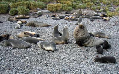 Fur seals and pups resent any intruders, so we moved around them quickly and carefully.