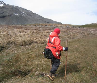 The gentoo penguins of South Georgia nest in meadows or tussock grass, well above beach level.