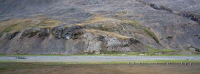 Sharing the beach with king penguins are Norwegian reindeer, introduced in 1911.