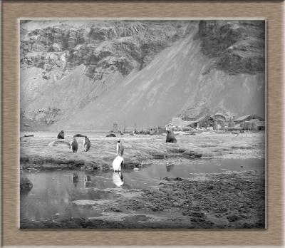 In the spirit of Frank Hurley: a quadtone image of what was once called the slum of the Southern Ocean.