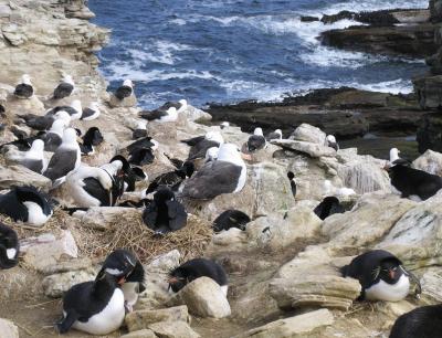 Larger albatross and cormorant neighbors protect the small rockhopper penguin from predators.