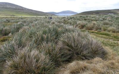 Salt-laden westerly winds leave the Falklands nearly treeless.