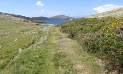 Two introduced species -- gorse and rabbits -- have become pests here.