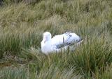 A female wandering albatross on her nest.