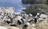 The rockhoppers hop up these cliffs one stone (or foothold) at a time, to reach their nests of stone and grass.