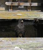 The striated caracara--Johnny Rook--is the scavenger of the Falklands.