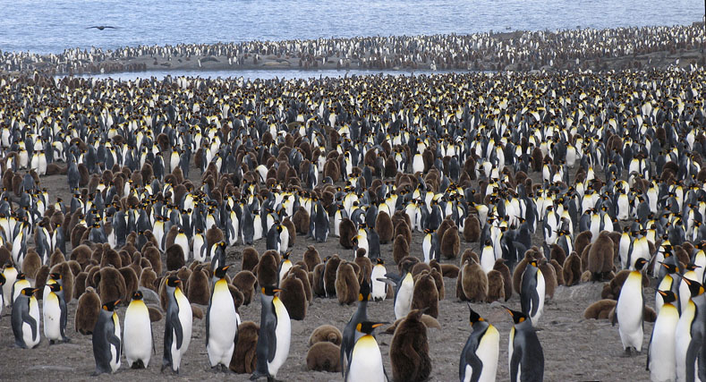 When skuas (upper left) begin to circle at tea time, a mournful penguin cry of alarm sweeps across the valley.