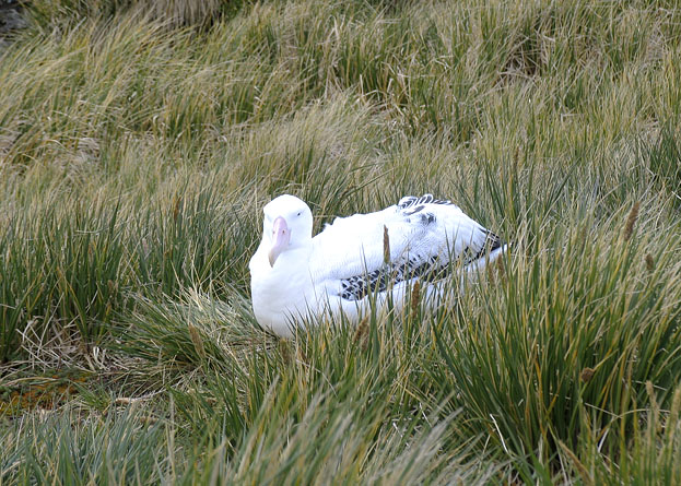 A female wandering albatross on her nest.