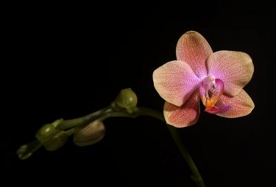 Orange Orchid 3.jpg