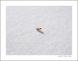 Frozen