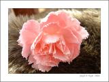 Carnation