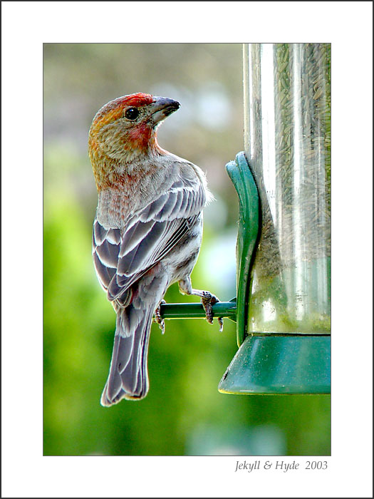 Le Finch