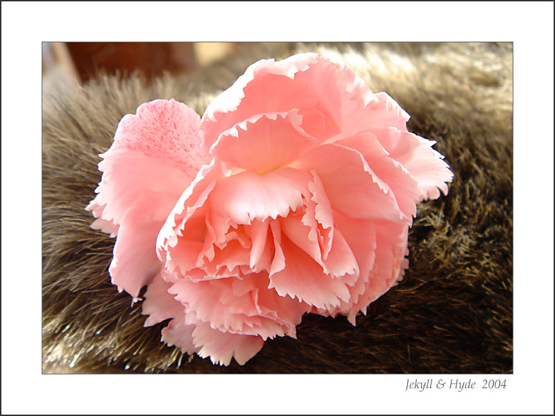 Carnation