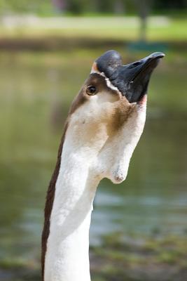 new long neck goose.jpg