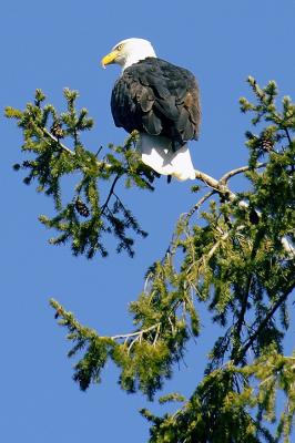 u40/jerichofire/medium/40140501.eagle1web.jpg