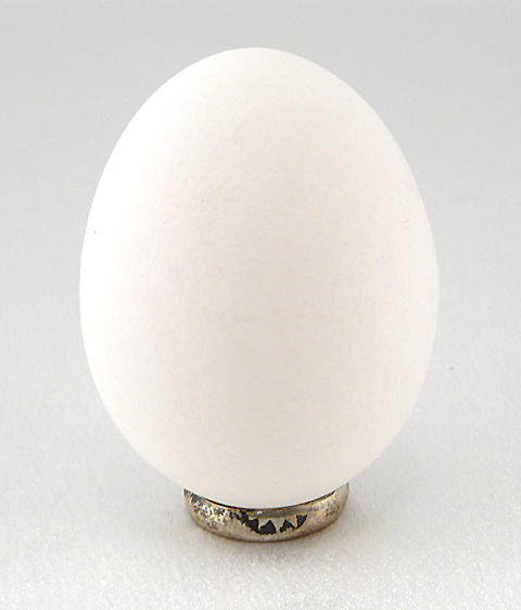 DSC03854 egg.jpg