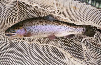 Naches River Rainbow Trout