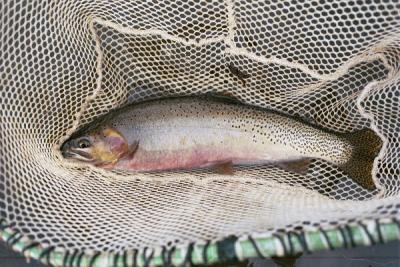 Westslope Cutthroat Trout