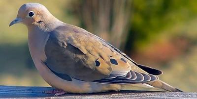 Dove