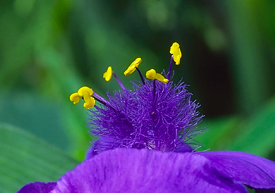 Flower Detail