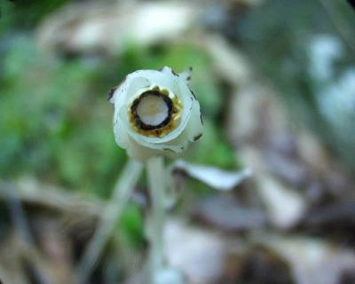indian pipe head-on