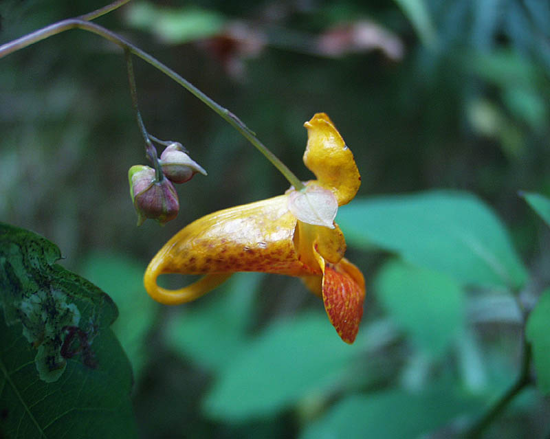 jewelweed (yellow)