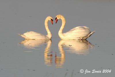Swans At Dawn