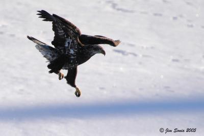 Immature Bald Eagle