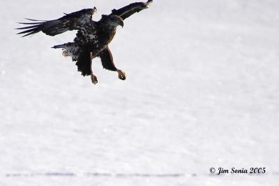 Immature Bald Eagle