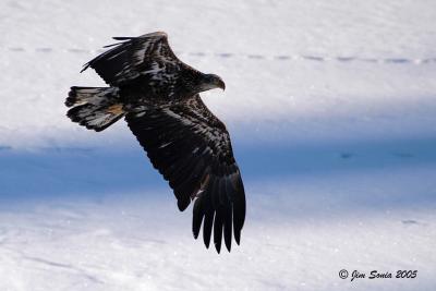 Immature Bald Eagle