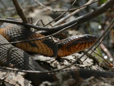Broad-banded Water Snake