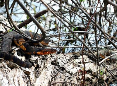 Broad-banded Water Snake
