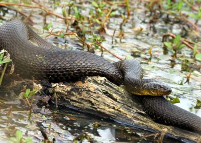 Broad-banded Water Snake