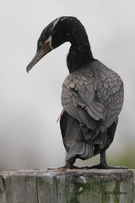 neotropic cormorant