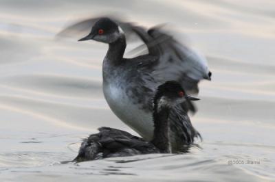 Eared Grebe 