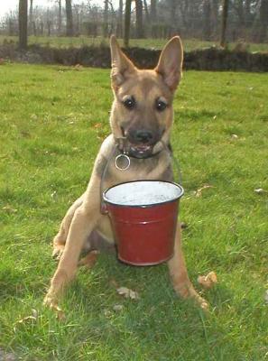 dog with bucket.jpg