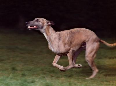 Wippet at full speed