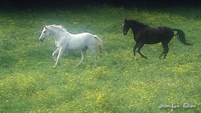 Herd